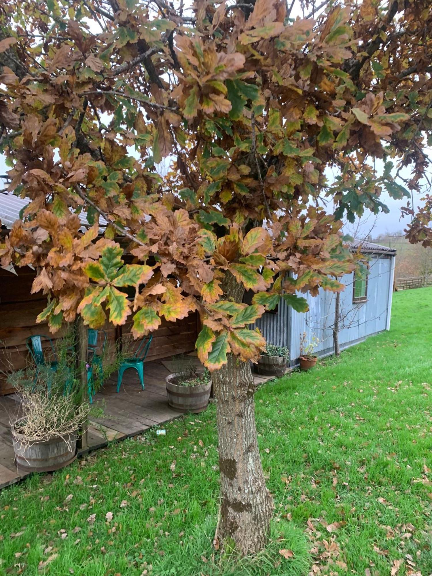 Hotel Ceridwen Glamping, Double Decker Bus And Yurts Llandysul Exteriér fotografie