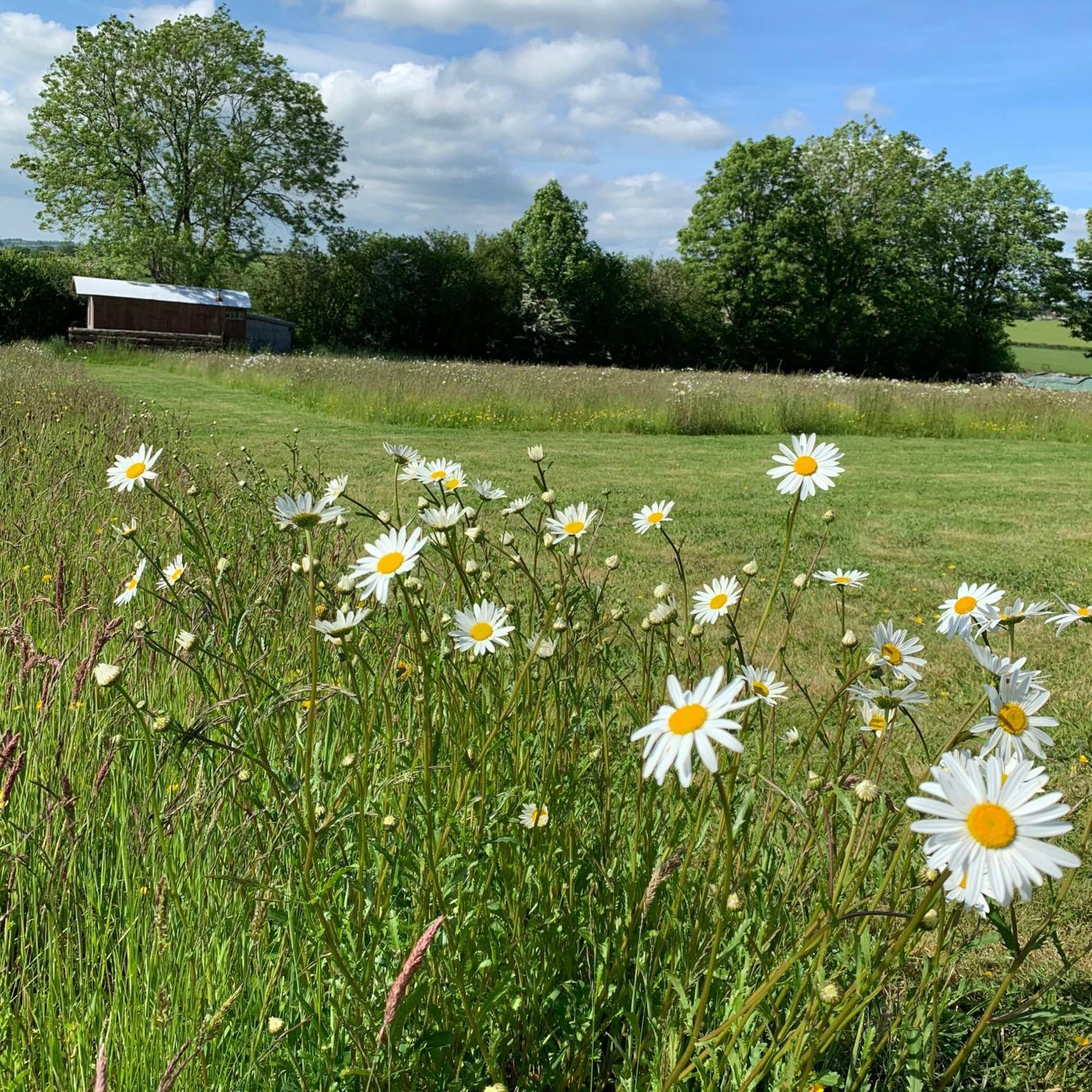 Hotel Ceridwen Glamping, Double Decker Bus And Yurts Llandysul Exteriér fotografie